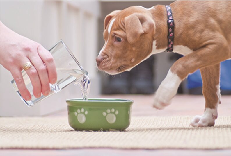 Hand pouring fresh water into a dog bowl while a puppy watches