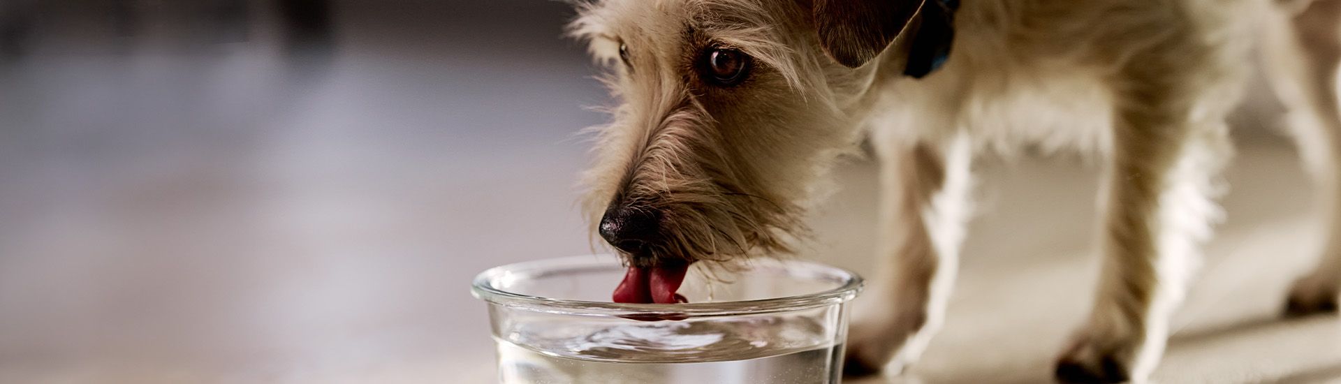 A dog drinking from a glass bowl of filtered water