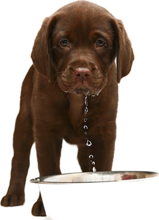 Chocolate lab puppy drinking from a bowl of fresh water